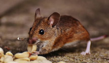 24 Hour & Emergency Exterminators in E Waterboro, ME